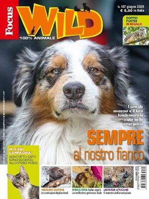 cover image of Focus Wild 